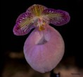 /album/l%27orchidee%3a-fleurs-des-songes-aux-contours-r%c3%aaveurs/expo-intrenationale-de-lorchidee-mars-2013-039-jpg/